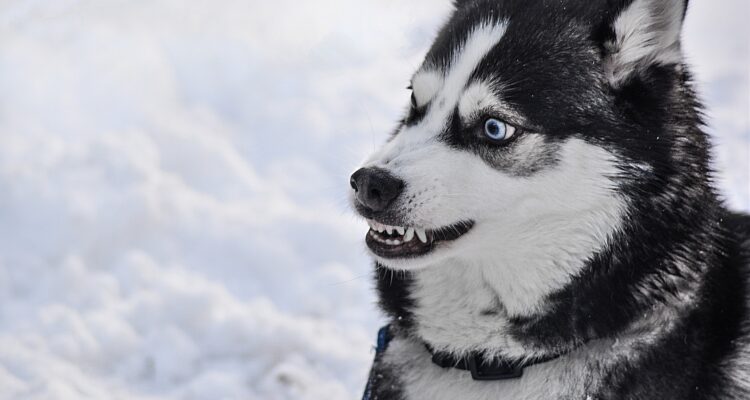 dog law penalties
