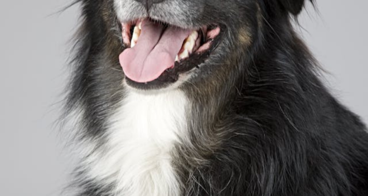 dog laws