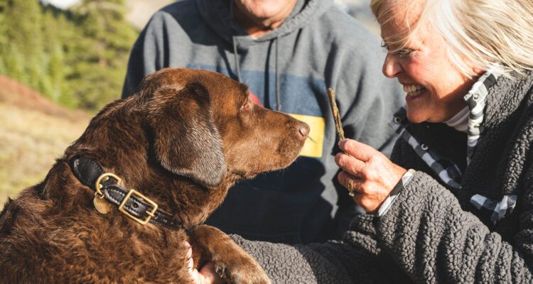 legally registered emotional support dogs